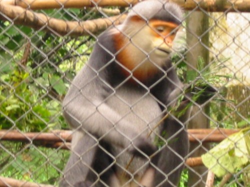  Endangered Primate Rescue Center