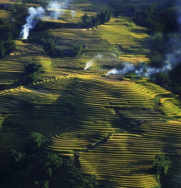 Rice tarrace in Sapa