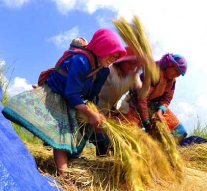Hmong poeple is working in rice field