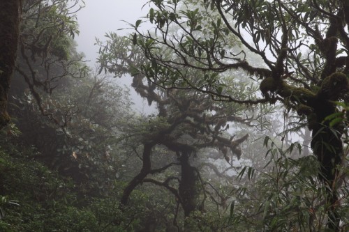 cloundy and misty on the midle of Fansipan mounatin