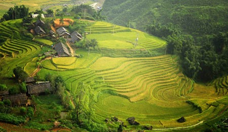 Rice tarrace in Sapa