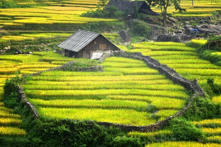 Rice tarrace in Sapa