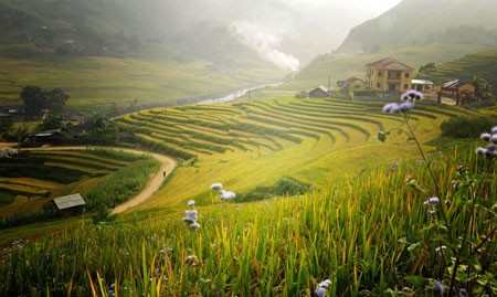 Rice tarrace in Sapa