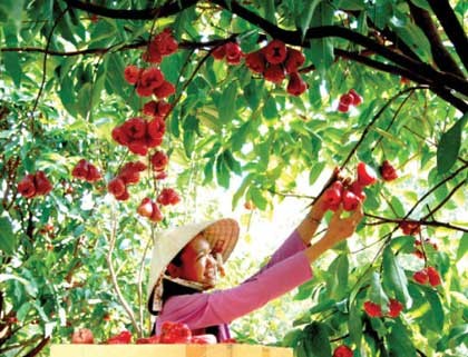 Fruite Garden in Mekong Delta