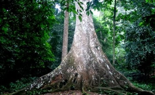Big tree in Cuc Phuong national park
