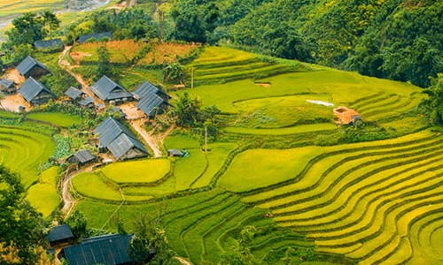 Rice tarrace
