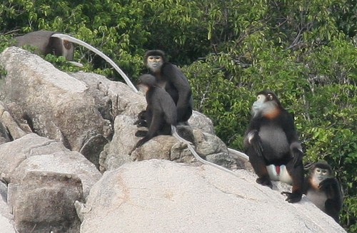 monkey in Cuc Phuong