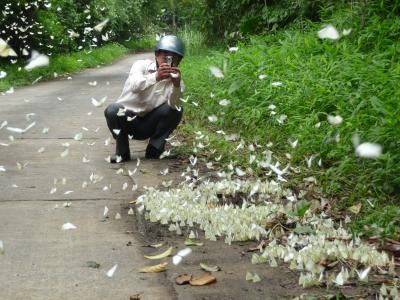 Butter Fly in Cuc Phuong national park