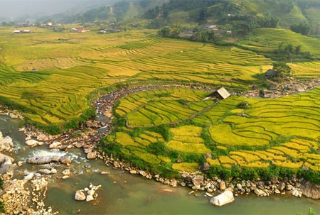 Rice tarrace in Sapa