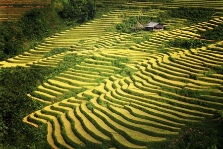 Rice tarrace in Sapa